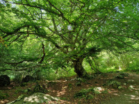 Oak Forest at Tamins